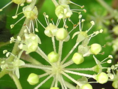 Aralia cordata