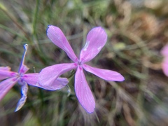 Phlox colubrina