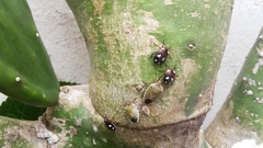 Chinavia erythrocnemis