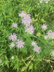 Monarda fistulosa