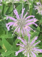 Monarda fistulosa