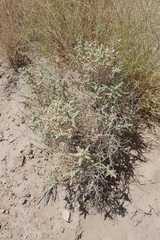 Atriplex parryi