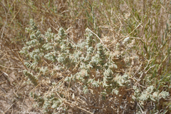 Atriplex parryi