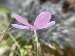 Phlox colubrina