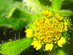 Sigesbeckia pubescens