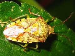 Elasmucha putoni