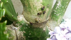 Chinavia erythrocnemis