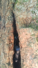 Serrognathus titanus castanicolor