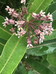 Asclepias syriaca