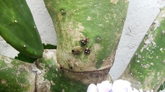 Chinavia erythrocnemis