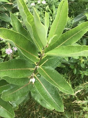 Asclepias syriaca
