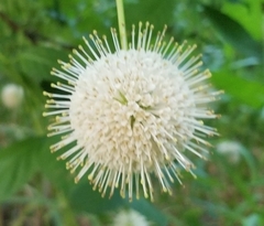 Cephalanthus occidentalis