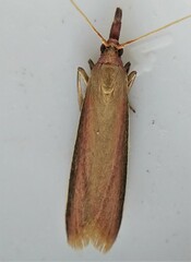 Peoria approximella