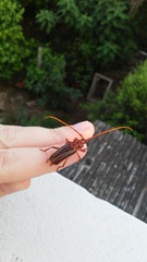 Chydarteres striatus