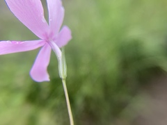 Phlox colubrina
