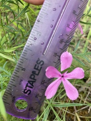 Phlox colubrina