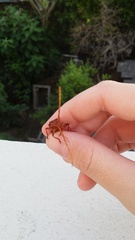 Chydarteres striatus