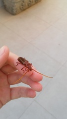 Chydarteres striatus