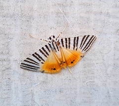 Dichocrocis zebralis