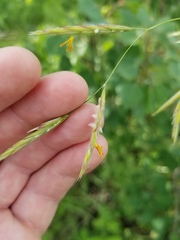 Bromus pumpellianus