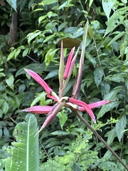 Heliconia metallica