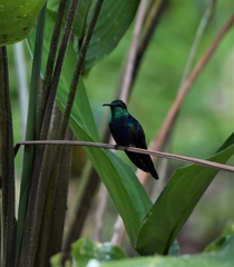 Thalurania furcata
