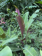 Heliconia metallica