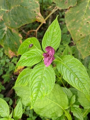Impatiens gorepaniensis