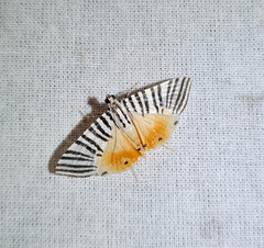 Dichocrocis zebralis