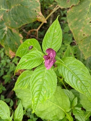 Impatiens gorepaniensis