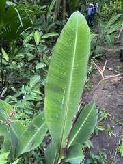 Heliconia metallica