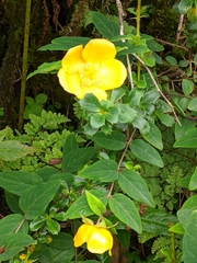 Hypericum lanceolatum