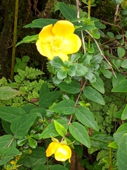 Hypericum lanceolatum