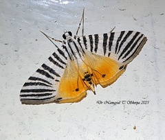 Dichocrocis zebralis