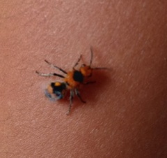 Dasymutilla munifica