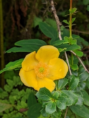 Hypericum lanceolatum