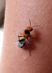 Dasymutilla munifica