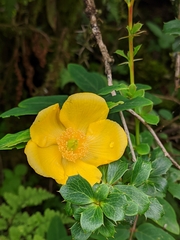 Hypericum lanceolatum