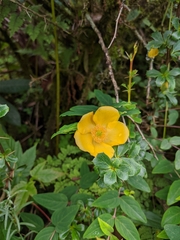 Hypericum lanceolatum