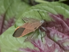 Physomerus grossipes