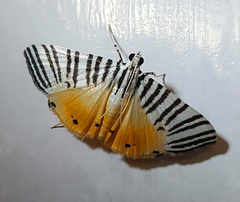 Dichocrocis zebralis