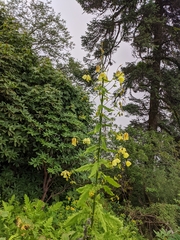 Meconopsis paniculata