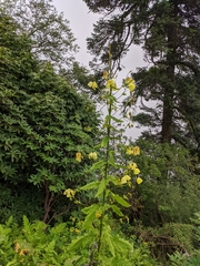 Meconopsis paniculata