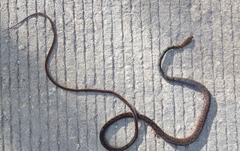 Dendrophidion dendrophis