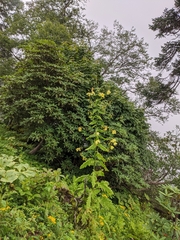 Meconopsis paniculata