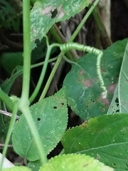 Rytidostylis gracilis