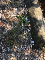 Cyperus lupulinus macilentus