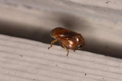 Clastoptera testacea