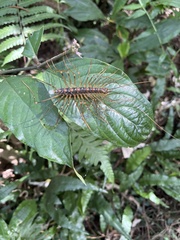 Thereuopoda clunifera