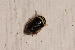 Clastoptera testacea